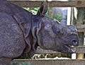 Rhino eating Royalty Free Stock Photo